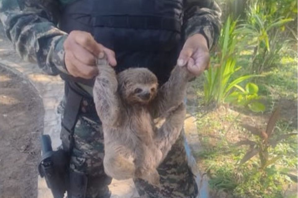 Dois bichos-preguiça são resgatados em diferentes pontos da Ilha de Itamaracá